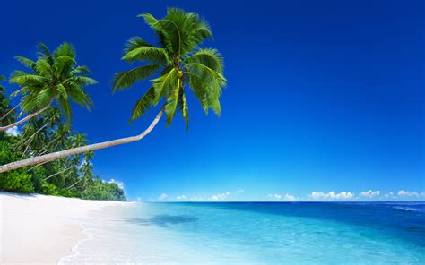 Palm Trees And Tropical Beach Background Stock Photo