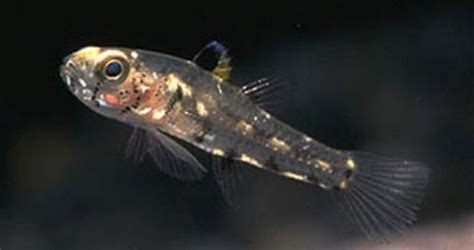 Pandaka Pygmaea Smallest Fish Najmniejsza Ryba Rybka Akwa