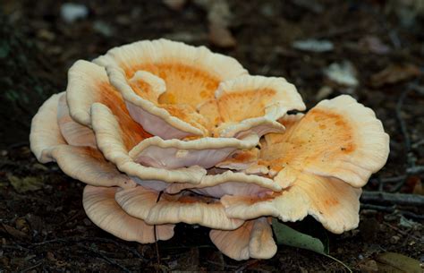 Maryland Biodiversity Project White Chicken Of The Woods Laetiporus