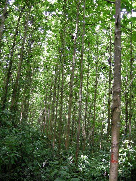 Helping India Manage Forests Reduce Greenhouse Gasses Msutoday