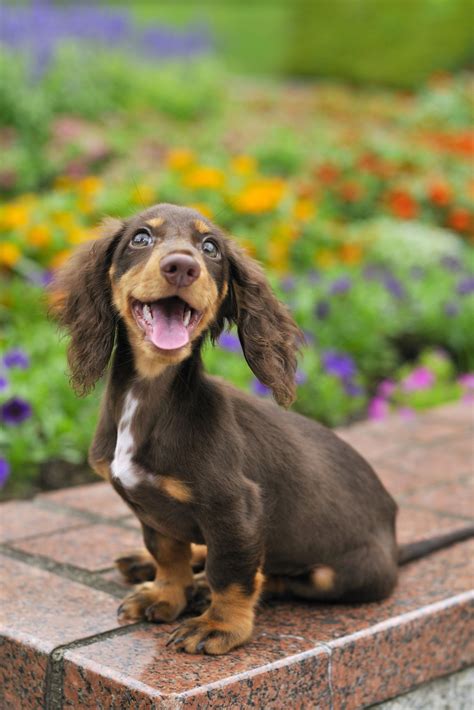 A Definitive Ranking Of The Cutest Dog Breeds Large Dog Breeds Cute