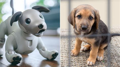 Whos The Best Boy Robot Pupper V Real Doggo