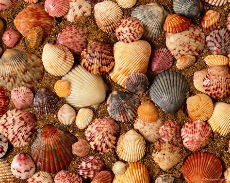 Sea Shells Wallpapers Wallpaper Cave