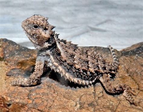 Giant Horned Lizard Facts And Pictures