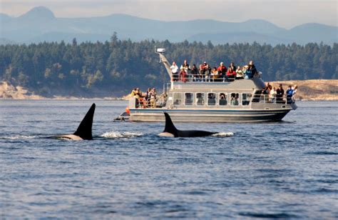 Whale Watching Boat Tour British Columbia Canada Stock Photo Download