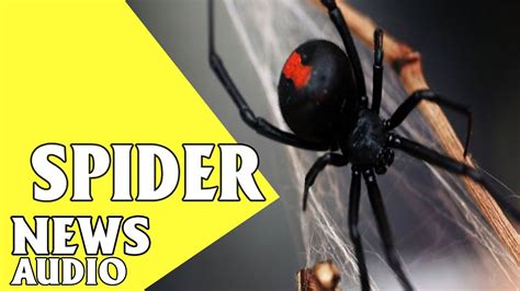Spider Bites Australian Man On Penis Again Youtube