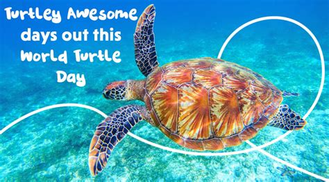 Turtley Awesome Days Out This World Turtle Day Picniq Blog
