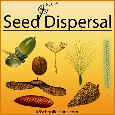 seed dispersal  kids examples  seed dispersal agents