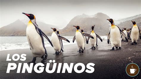 Documental Sobre Los Pinguinos Algunos Datos Sobre Estos Seres