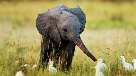 61 Baby Elephant Wallpapers On Wallpaperplay