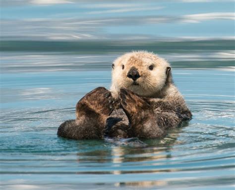 Sea Otter In 2020 Sea Otter Facts Sea Otter Otter Facts