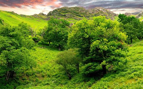 Beautiful Green Nature Pic Landscape Wallpaper Green 1920x1200