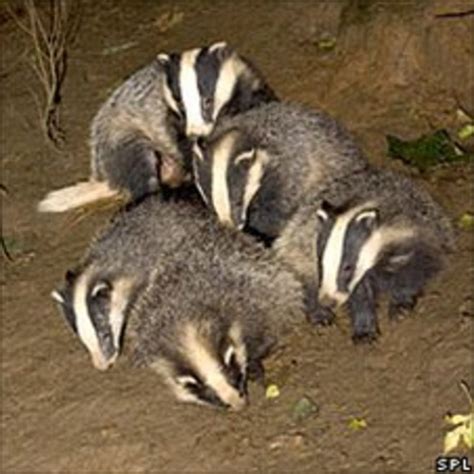 Badger Cull May Worsen Problem Bbc News