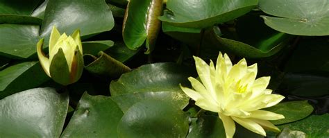 Download Wallpaper 2560x1080 Water Lilies Water Leaves Pond Dual