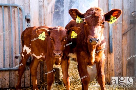 Portrait Of Two Nice Brown Calves Standing Side By Side And Looking