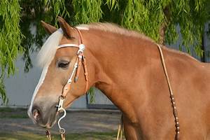 Your Guide To Different Types Of Horse Bits Equestrian Boots And Bridles