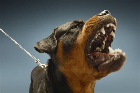 Advice On Dealing With An Aggressive Dog Personal Injury Attorney