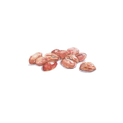 royalty free pinto bean clip art vector images and illustrations istock