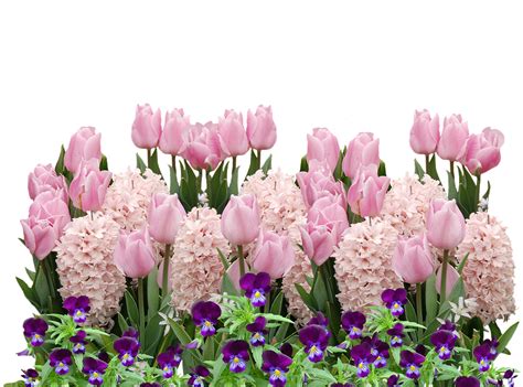 Spring Tulips Easter Free Photo On Pixabay Pixabay