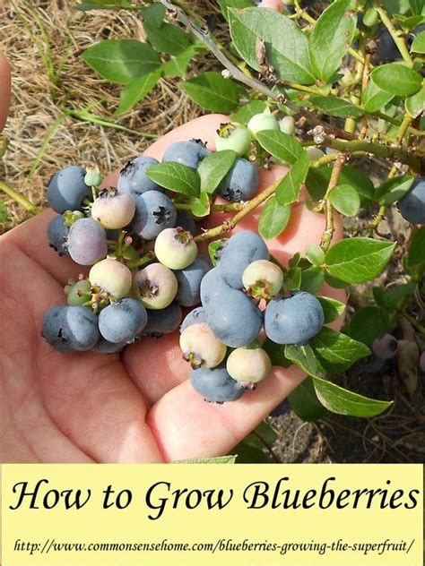 How To Grow Blueberries Growing The Superfruit