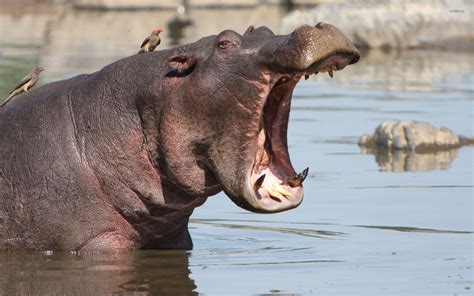 Hippo In Water Wallpaper Animal Wallpapers 42288