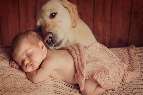 Are Dogs Protective Of Babies