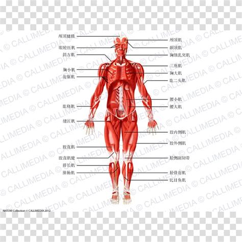 Muscle Homo Sapiens Anatomie Physiologie Human Anatomy Human Body