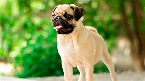 Las Mejores 5 Razas De Perros Para Tener En Un Departamento Mui Mascotas