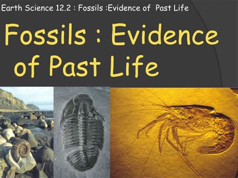 Ppt Earth Science 12 2 Fossils Evidence Of Past Life Powerpoint Presentation Id 3144771