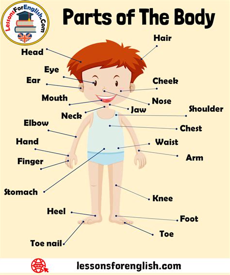 Parts Of The Body Vocabulary Definition And Examples Parts Of Human