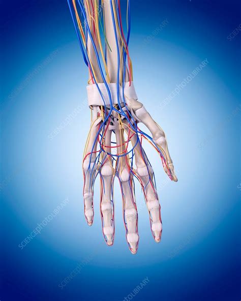 Human Hand Anatomy Stock Image F0156000 Science Photo Library