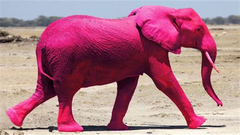 Surface Command Dont Imagine A Pink Elephant