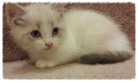The local animal shelters were aware of that and g. Precious Munchkin kitten for Sale in Happy Valley, Oregon ...