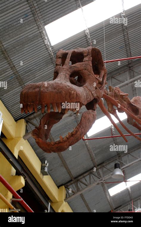 Worlds Largest Dinosaur Reconstructed Skeleton At Predio Ferial Trelew