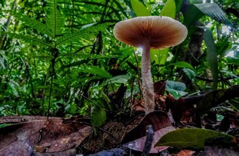 Mushrooms And Fungi From The Amazon Rainforest In Ecuador Shiripuno