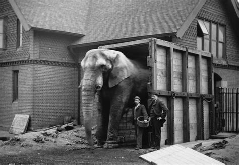 Jumbo The Elephant The Life And Mysterious Death Of The Worlds First