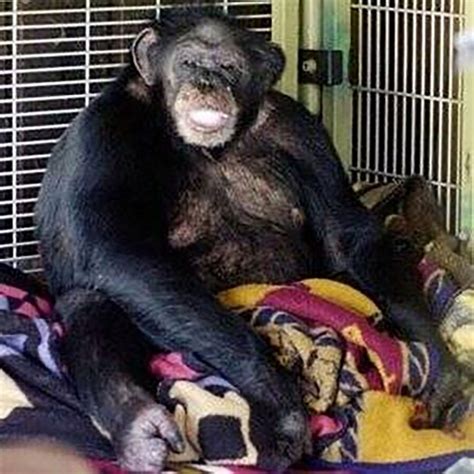10 Gruesome Details Surrounding Travis The Chimp Whose Attack Left A Woman Faceless Factionary
