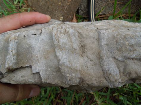 Don't bother looking in the sandy areas, because you aren't likely to find any fossils there. Coral(?) Id Help, Brushy Creek, Round Rock Tx - Fossil ID ...
