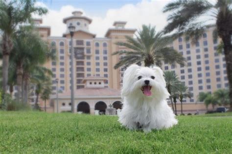 The Best Pet Friendly Hotels In Orlando