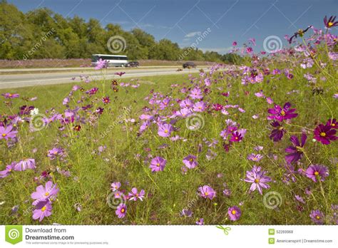 Des milliers de nouvelles images de grande qualité ajoutées chaque jour. Pink And Purple Flowers Blooming Along Interstate Highway ...