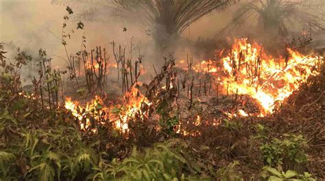 Kebakaran Hutan Dan Lahan Di Kalimantan Tengah Satu Harapan My Xxx Hot Girl