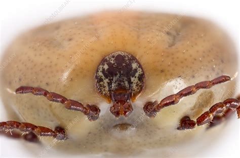 Engorged Ixodes Tick Stock Image C0148374 Science Photo Library