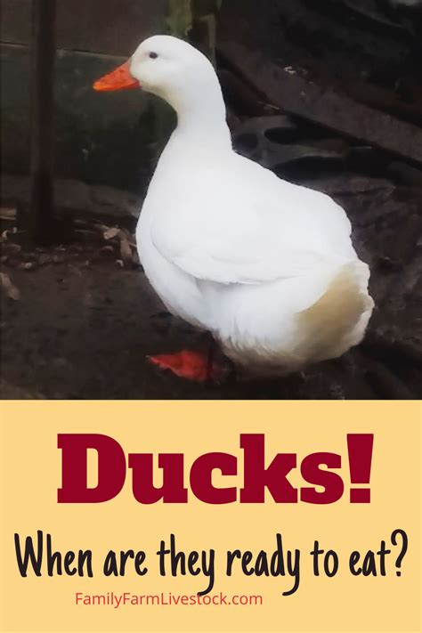 Learn more about raising pekin ducks at whether donald duck or the aflac duck of commercials, from the fuzzy yellow ducklings in coloring books to the story about ping, pekin ducks can be. Ducks: When Are They Ready To Eat? in 2020 | Pekin ...