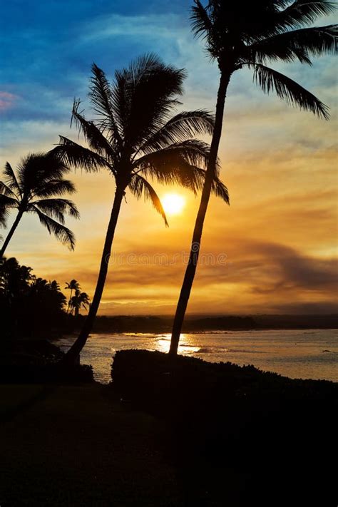 Maui Hawaii Beach Sunset With Palm Trees Stock Photo Image Of Dusk