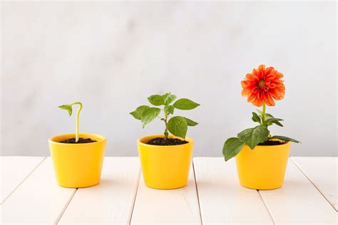 Different Stages Of Flower Growth 1 709 Plant Growing Stages Vector