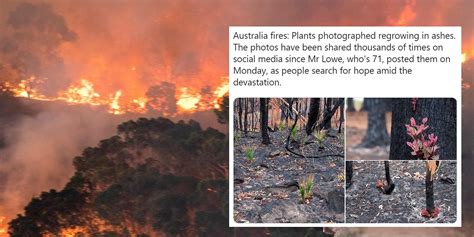 Plants Photographed Regrowing In Ashes Of Australian Fires Indy100