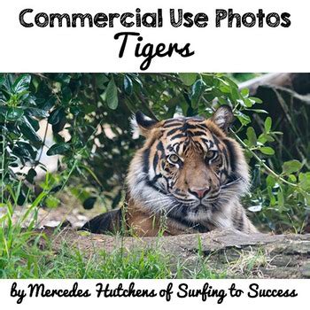 Tiger Photos By Mercedes Hutchens TPT