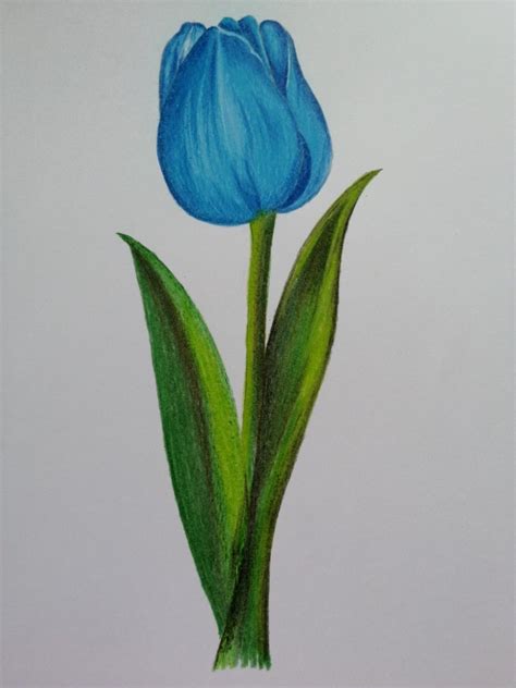 Tulipan Azul Tulipanes Dibujo Dibujos De Arte Hermosos Acuarela Floral