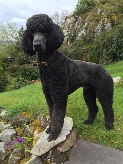 Puppies are sold with akc limited registration unless other arrangements are made. Black Standard Poodle for Stud | Colwyn Bay, Conwy ...