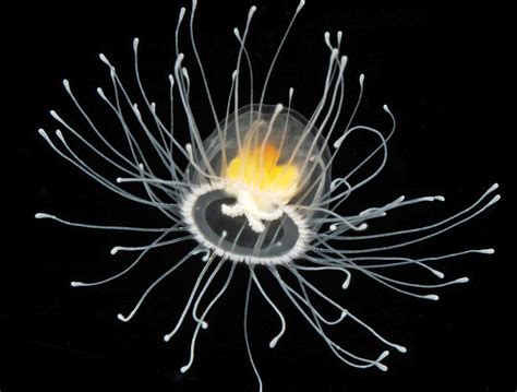 Immortal Jellyfish Wikispecies